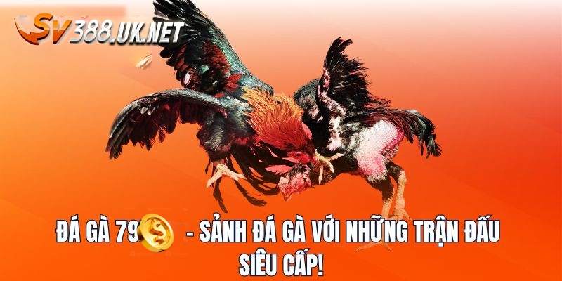 Đá Gà 79 - Sảnh Game Thu Hút Mọi Đối Tượng Mê Chọi Kê Đá Gà 79 - Sảnh Game Thu Hút Mọi Đối Tượng Mê Chọi Kê