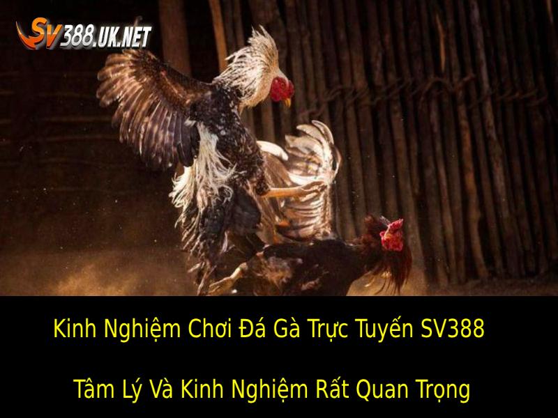 Kinh Nghiệm Chơi Đá Gà Trực Tuyến SV388 – Bí Quyết Thắng To Kinh Nghiệm Chơi Đá Gà Trực Tuyến SV388 - Có 2 Thứ Rất Quan Trọng Tâm Lý Và Kinh Nghiệm