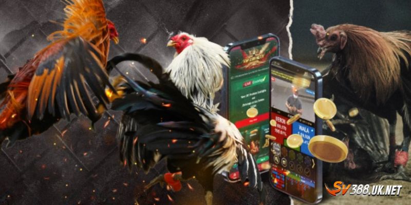 Đá Gà Đòn C1 - Tuyệt Đỉnh Với Màn Đấu Chọi Kê Có 1-0-2 Tham gia chọi kê chỉ với 5 bước